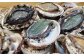 漁期は夏場の３ヶ月のみ。現役の海士が潜って獲る天然物はかなりの貴重品です。