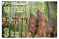 朝採れの新鮮筍をお届けします。