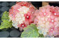 一輪一輪、丁寧につくられた桜の花には、色あいの異なる桜色を配し、日本の春の美しさを表現しました。