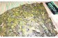 房総地域では「食べると一年ハバをきかす」と、お正月の縁起物としてお雑煮に欠かせない『はばのり』