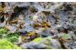 冬の時期に岩場に張り付き成長する海藻で、板海苔のように水洗いをして天日で干し上げます。