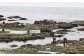鴨川市の天津小湊地区では、12月中旬と1月上旬の２日間のみ摘み取りが解禁となり、それぞれ1日1時間半だけ収穫されます。