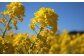 鴨川は冬も暖かく、路地のいたるところに菜の花が咲いています！