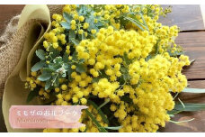 【MioMimosa】ミモザのお花ブーケ