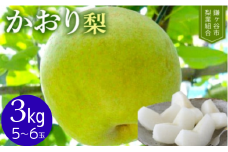 ※先行予約※【かおり3kg】かまがや育ちの完熟梨（梨業組合）