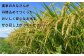 千葉県産ふさこがね4.5㎏ 鎌ケ谷市 清田