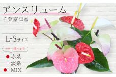 富津産切花アンスリューム（L-Sサイズ）【色合い：赤系】