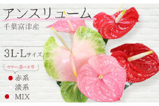 富津産切花アンスリューム（3L-Lサイズ）【色合い：淡系】
