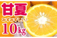 庄右衛門の甘夏10kg