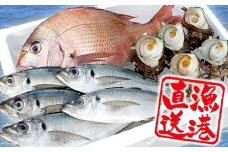 【朝獲れ直送！】天羽漁協　旬の魚介３種セット