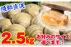 漁師直送！活ホンビノス貝2.5kg（Lサイズ）