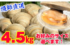 漁師直送！活ホンビノス貝4.5kg（LLサイズ）
