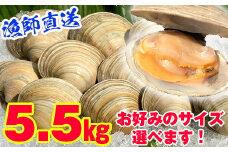 漁師直送！活ホンビノス貝5.5kg（Sサイズ）