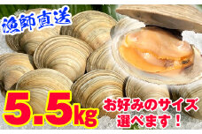 漁師直送！活ホンビノス貝5.5kg（Mサイズ）