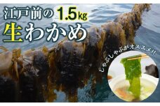 新富津のワカメ（生）1.5kg