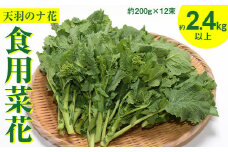 春を呼ぶ「天羽のナ花」（食用菜花）約2.4kg以上（約200g×12束）