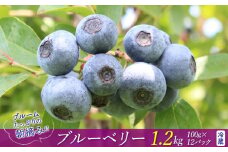 ブルームたっぷり！朝摘みブルーベリー1.2kg（冷蔵）【8月～9月上旬発送分】