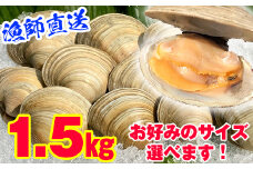 漁師直送！活ホンビノス貝1.5kg（Sサイズ）