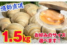 漁師直送！活ホンビノス貝1.5kg（Mサイズ）