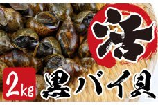 活黒バイ貝２kg（冷蔵便） 富津産