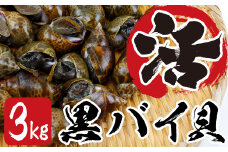 活黒バイ貝３kg（冷蔵便） 富津産