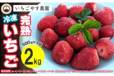 冷凍 完熟いちご２kg（500g×4袋）／いちごやす農園