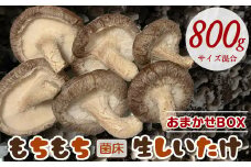 もちもち菌床生しいたけ　おまかせBOX　800g