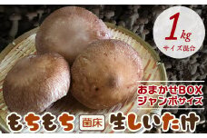 もちもち菌床生しいたけ　おまかせジャンボBOX　１kg