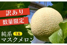 【訳あり】純系マスクメロン１玉【９～１０月発送分】