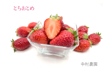 いちご トチオトメ 約1kg 本州限定 / 中村農園 / とちおとめ 苺 イチゴ 完熟 朝採り