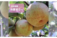 秋麗 (しゅうれい) 約3kg / 広谷梨園 / 青梨 梨 なし 希少品種 果物