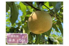 幸水 約5kg / 佐藤梨園 / 梨 なし 果物