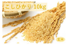 四街道産 コシヒカリ / お米 こしひかり 10kg 玄米