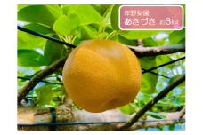 あきづき 約3kg / 岸野梨園 / 梨 なし 果物
