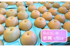 新興 約5kg /稲坂なし園 / 梨 なし 果物
