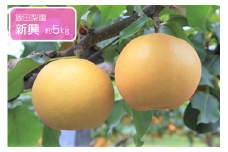 新興 約5kg / 飯田梨園 /梨 なし 朝獲り 果物