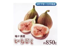 袖ケ浦産いちじく 約850g《8月下旬から11月発送》グリーンファーム三基｜直送 果物 くだもの フルーツ スイーツ イチジク 袖ケ浦 房総 千葉 [0392ch]