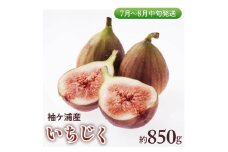 袖ケ浦産いちじく 約850g《7月上旬から8月中旬発送》グリーンファーム三基｜直送 果物 くだもの フルーツ スイーツ イチジク 袖ケ浦 房総 千葉 [0391ch]
