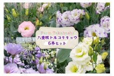 ファームたかはし トルコキキョウ 6本｜花 フラワー アレンジメント 大輪 長持ち 桔梗 はな お届け インテリア 飾り プレゼント お祝い [0419ch]
