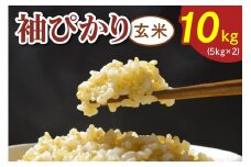 令和7年度産 袖ぴかり《玄米》10kg (5kg×2)｜米 おこめ こしひかり コシヒカリ 直送 推奨米 袖ケ浦 千葉 [0517]