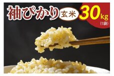 令和7年度産 袖ぴかり《玄米》30kg (1袋)｜米 おこめ こしひかり コシヒカリ 直送 推奨米 袖ケ浦 千葉 [0518]