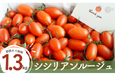【 1.3kg 】げんき農場の朝採れ シシリアンルージュ ｜ トマト ミニトマト とまと 八街 千葉 トマト1.3kg