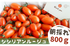 【 800g 】げんき農場の朝採れ シシリアンルージュ ｜ トマト トマト800g 料理 八街 千葉 とまと ミニトマト