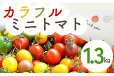 【 1.3kg 】げんき農場の カラフルミニトマト ｜ トマト ミニトマト トマト1.3kg 八街 千葉 渡辺パイプ 朝どれ