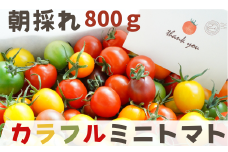 【 800g 】げんき農場の カラフルミニトマト ｜ 5種類食べ比べ トマト ミニトマト トマト800g 八街 千葉 渡辺パイプ 朝どれ 産地直送