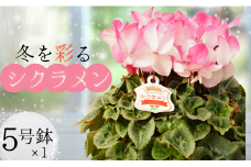 【１鉢】冬を彩るシクラメン（色おまかせ）
