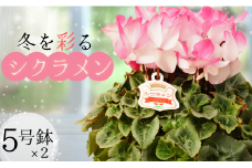 【２鉢】冬を彩るシクラメン（色おまかせ）