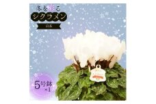 シクラメン 5号鉢 × 1鉢 2025年シーズン 先行予約 ホワイト系 冬の花 鉢花クリスマス 冬のガーデニング フラワーガーデン斉藤 花農家直送 千葉県八街市