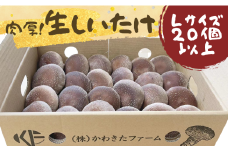 かわきたファーム の 肉厚 しいたけ 椎茸 シイタケ しいたけ栽培 生しいたけ 千葉 八街 