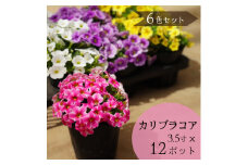 【12ポット6色セット】お庭を彩る カリブラコア （色おまかせ） 花苗 ガーデニング 初心者OK  鉢植え 